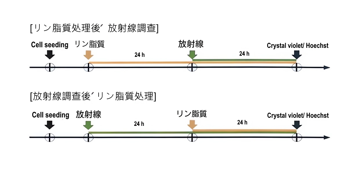 ホチェ複合リン脂質、放射線被ばく非臨床試験で生存率を50％向上
