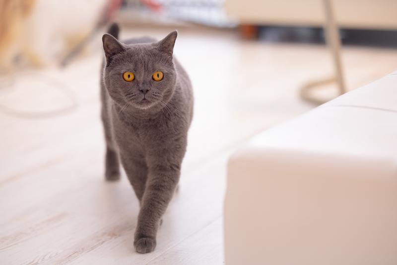 日本猫産業「キャットノミックス」急成長…数十億ドル市場に浮上し、社会的論争も拡大